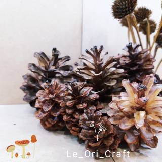 Pine Cone Buah Pinus  Kerucut Pinus  Biji Pinus  size L 