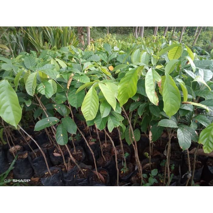 Bibit Buah Duku Palembang