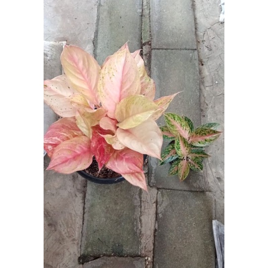 Aglonema Bidadari dan Madeline, fermetan baby 2, ferliquid 500ml 2