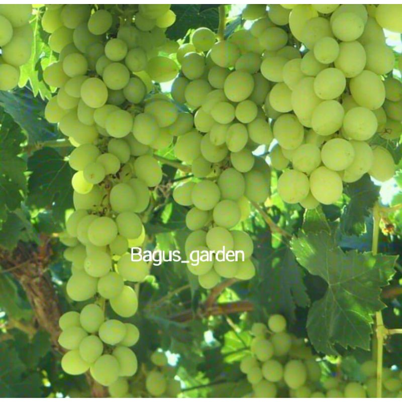 BIBIT BUAH ANGGUR LOKAL/BIBIT TANAMAN ANGGUR LOKAL