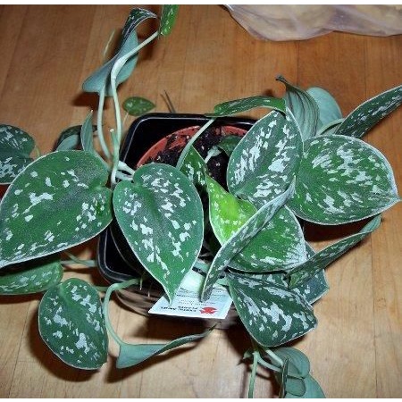 Tanaman hias scindapsus pictus