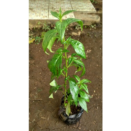 Bibit Tanaman samiloto Daun Sambiloto Obat Herbal