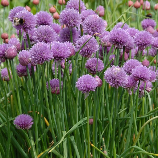 Benih Bibit Biji - Chives / Daun Bawang Halus / Lokio / Daun Bawang Batak (Allium schoenoprasum) Seeds - IMPORT