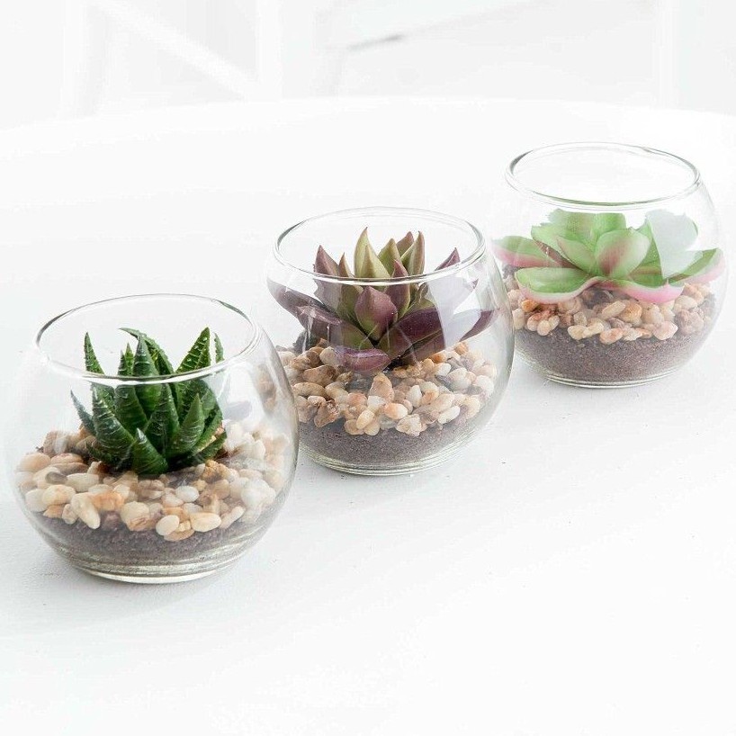 

terrarium kaktus sukulen gelas medium gelas flowers dekorasi ruangan terarium hiasan teras ruang rumah