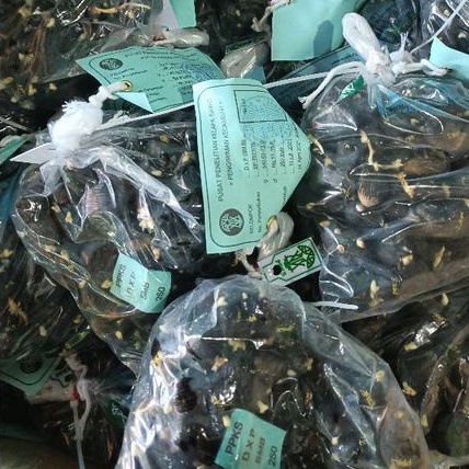 Rp 5.000/biji benih bibit kecambah polong kelapa sawit DxP PPKS Medan/minimal pembelian 20 biji-2