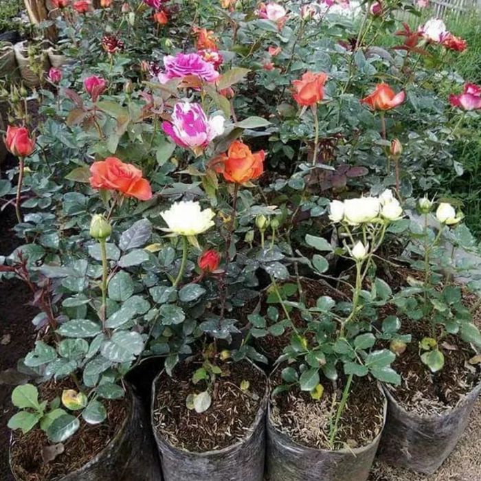 Bibit Bunga Mawar Holland Besar