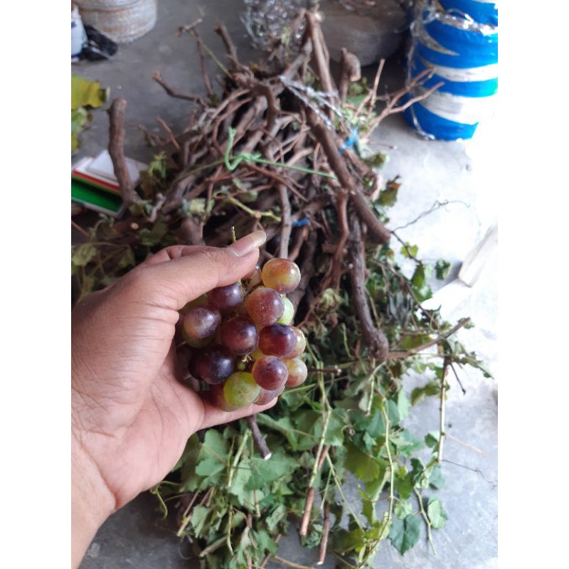 fresh cutting anggur caroline (CBR) belajar semai cutting anggur
