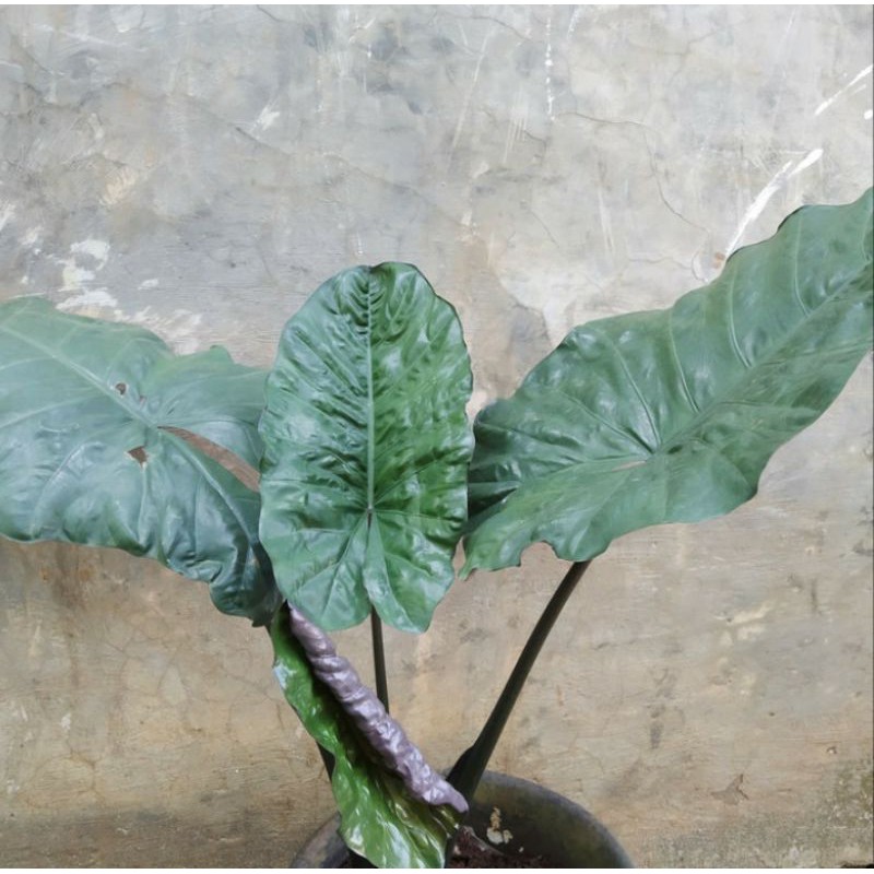 tanaman hias sente hitam/lompong hitam