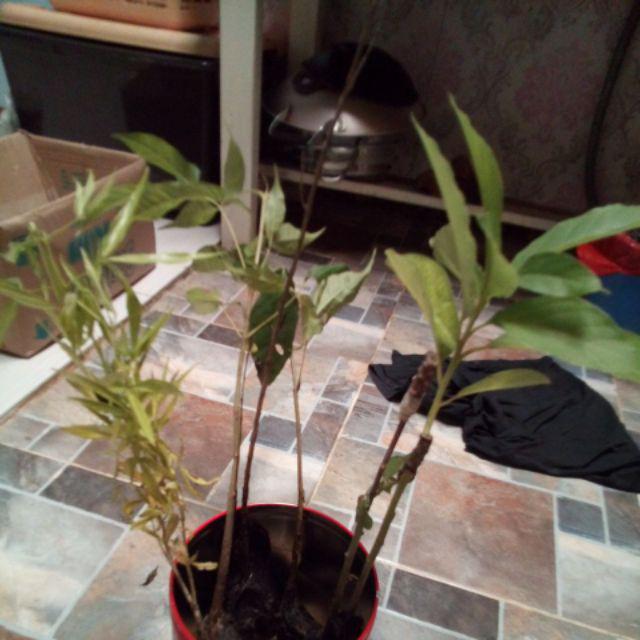 Bibit Cedana Bali Cendana Wangi