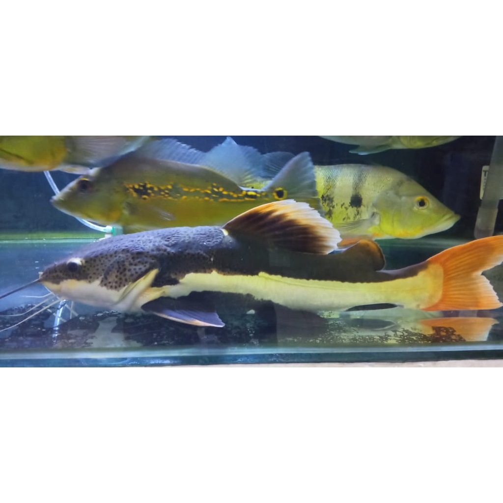 Ikan Doraemon (RTC) 40CM