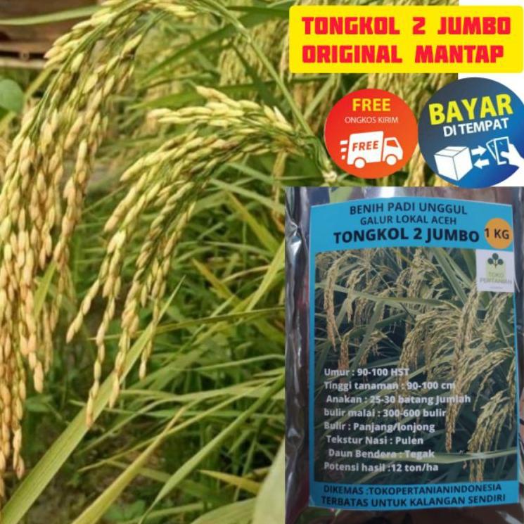 Terbaru COD tongkol2 jumbo benih padi Galur lokal Aceh berkualitas. GD49 ￣
