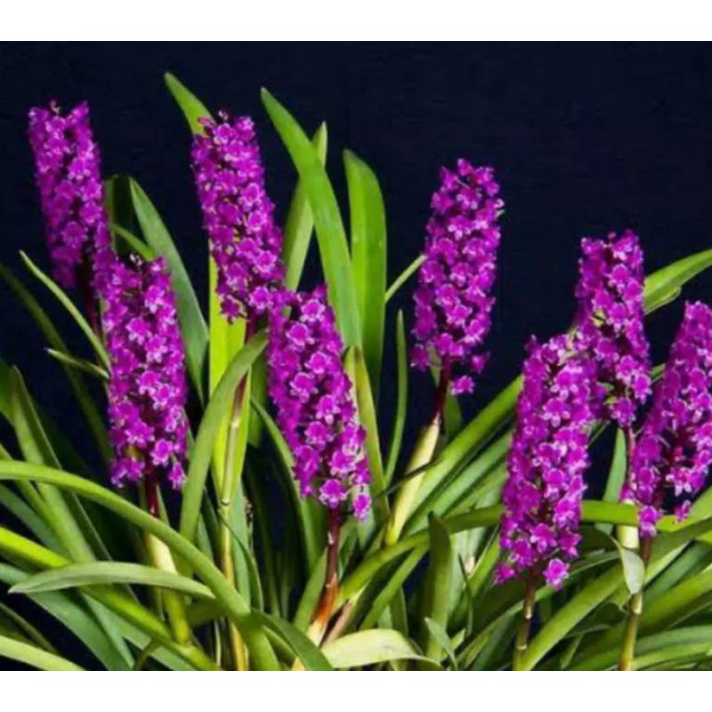 Anggrek Hutan Arpophyllum# anggrek Hutan Sumatera