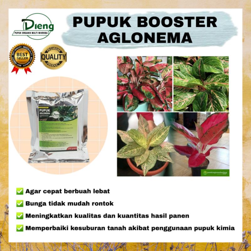(Bisa COD) Pupuk Organik Booster Aglonema Perangsang Akar Daun Dan Bunga Terbaik Premium 250 gr