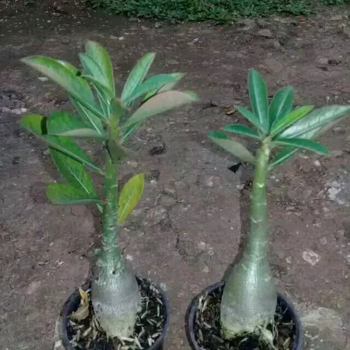 pohon kamboja jepang / adenium    ⠀⠀⠀⠀⠀⠀⠀⠀⠀⠀⠀⠀⠀⠀⠀⠀⠀⠀⠀⠀⠀⠀⠀⠀⠀⠀⠀⠀⠀⠀⠀⠀⠀⠀⠀⠀⠀⠀⠀⠀⠀⠀⠀⠀⠀⠀⠀⠀⠀⠀⠀⠀⠀⠀⠀⠀⠀⠀