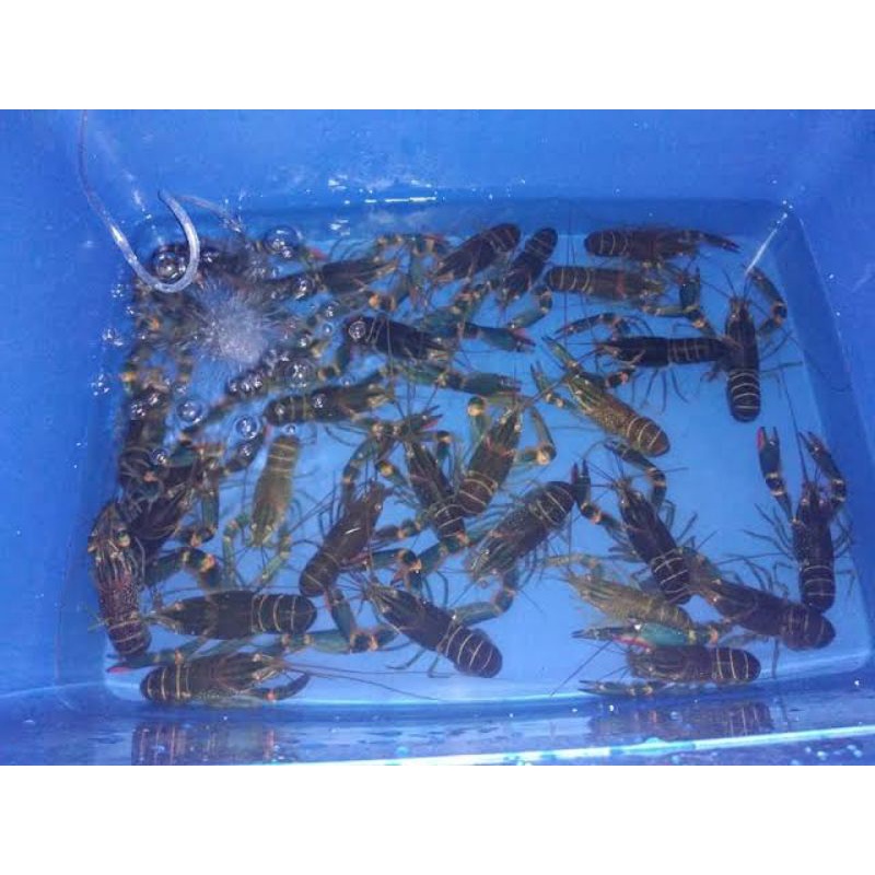 bibit lobster air tawar