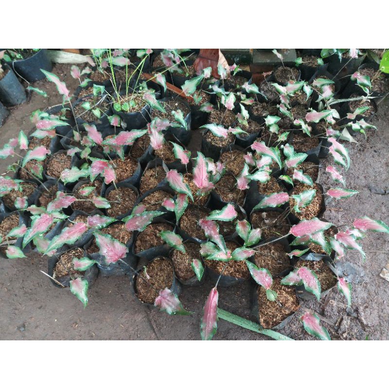 keladi keris - keladi keris merah