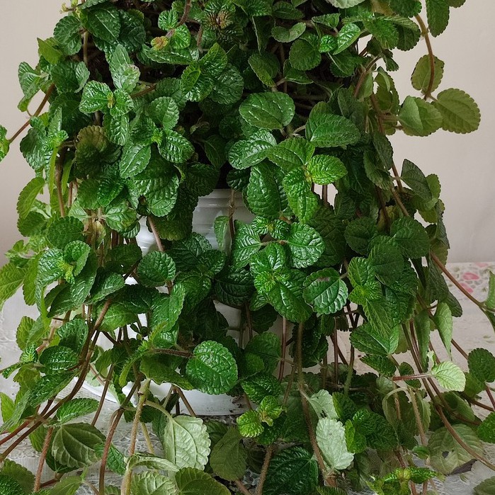 Tanaman Gantung Mint Creeping Charlie Tanaman Hias Pilea Nummulariifolia Bunga Murah