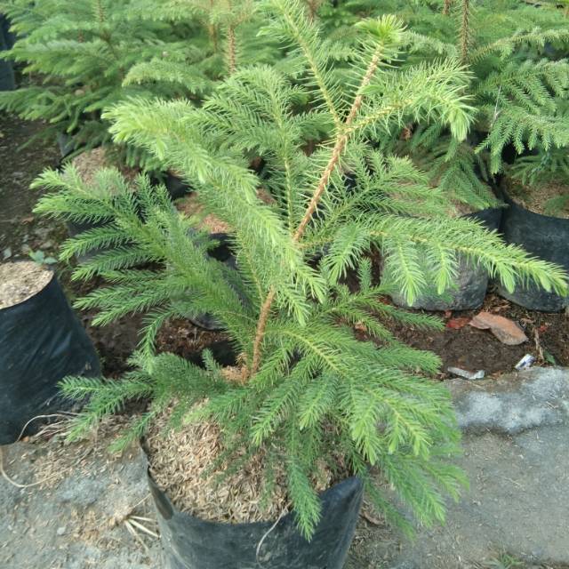 Cemara Pentris - Tanaman Hias Cemara Pentris - Tanaman Pohon Cemara Pentris