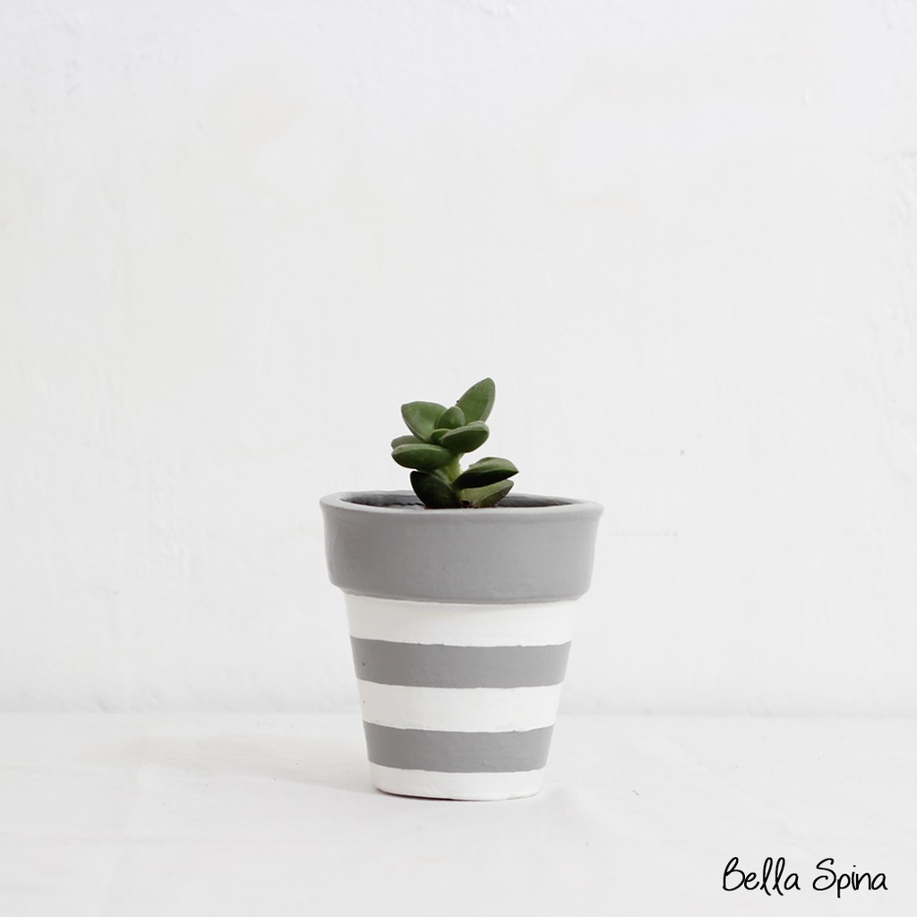 

Pot Clay Stripe Medium New Color 2020 (PTM-26)