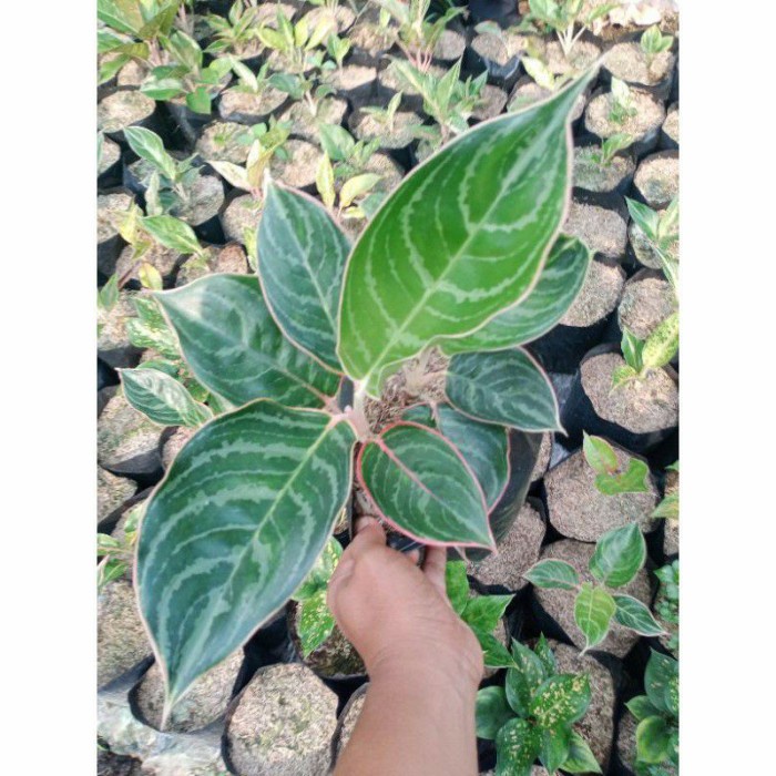 TANAMAN HIAS AGLONEMA LIPSTIK ZEBRA/REMAJA