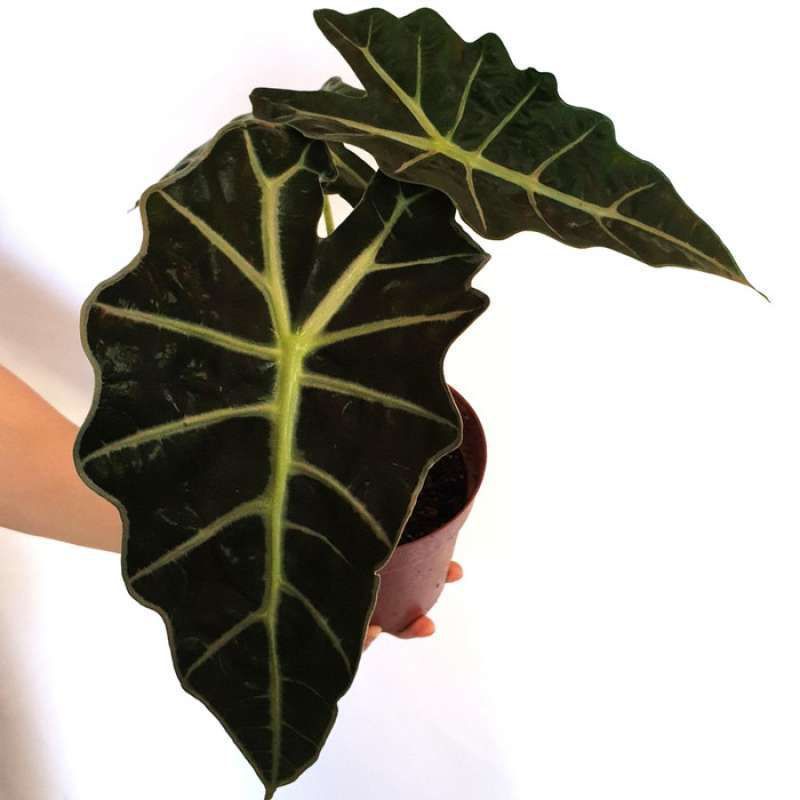 alocasia amazone/talas amazon