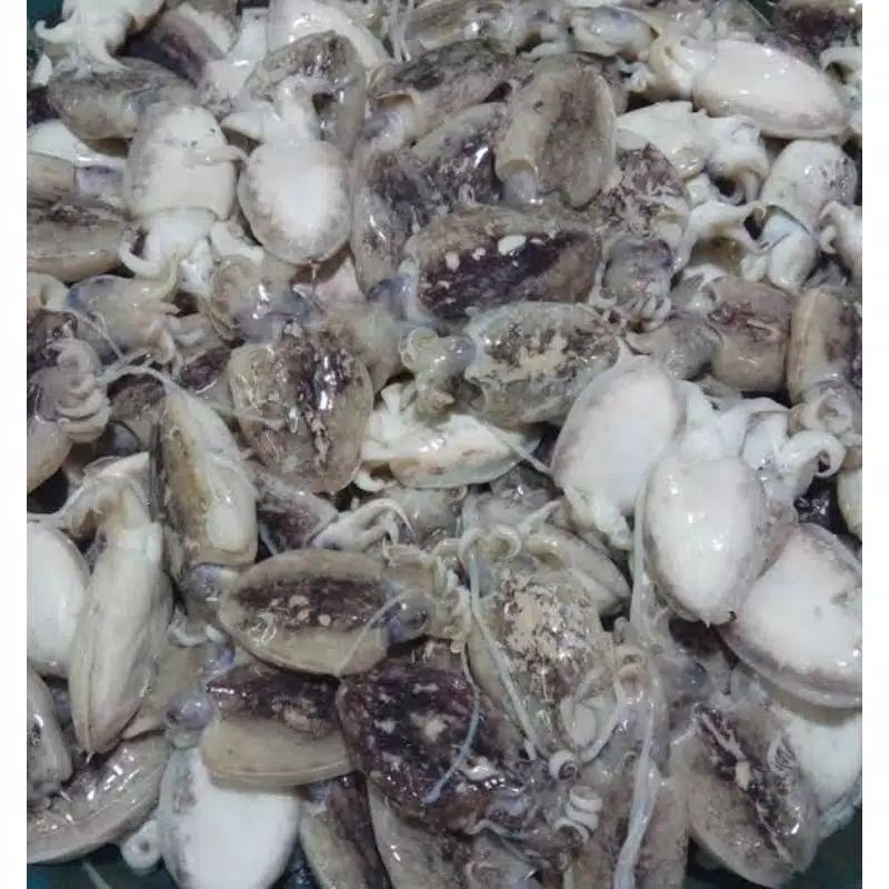 

Grosir 500 gram Cumi Hitam Blakutak Balakutak Segar