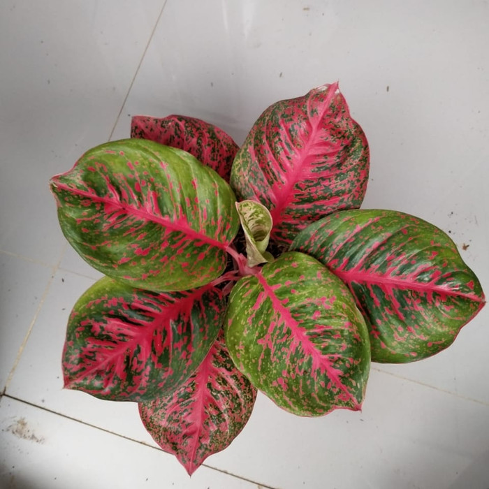 aglonema wulandari / Tanaman agalonema wulandari