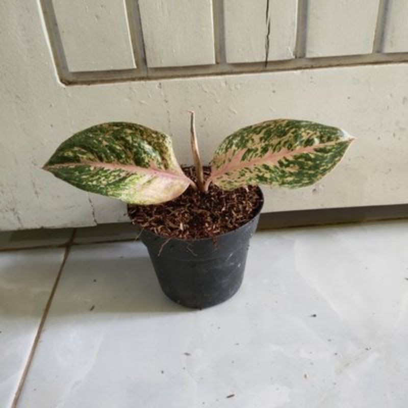 bunga aglonema anakan bidadari
