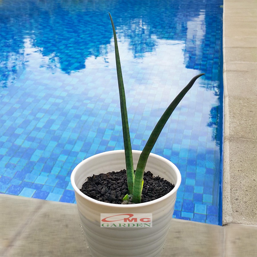 Lidah Mertua Sansevieria Sansivera Sansiviera Sensiviera Sp Cylindrica Bojer Tombak Belut LMC-4050