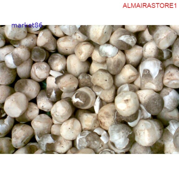 

Grosir Sayur Sayuran Segar FRESH Jamur Merang 250 Gram murah - Market86