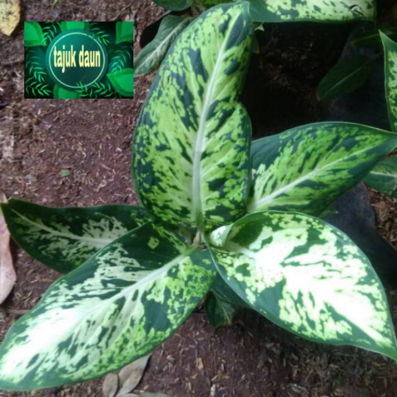 Tanaman hias bunga hidup aglonema sparkel belanceng srirejeki aglo sri rejeki