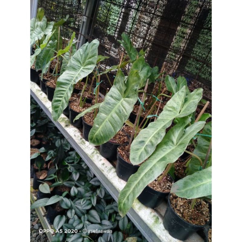 Philodendron Paraiso Verde 1daun  Philodendron Paraiso Verde