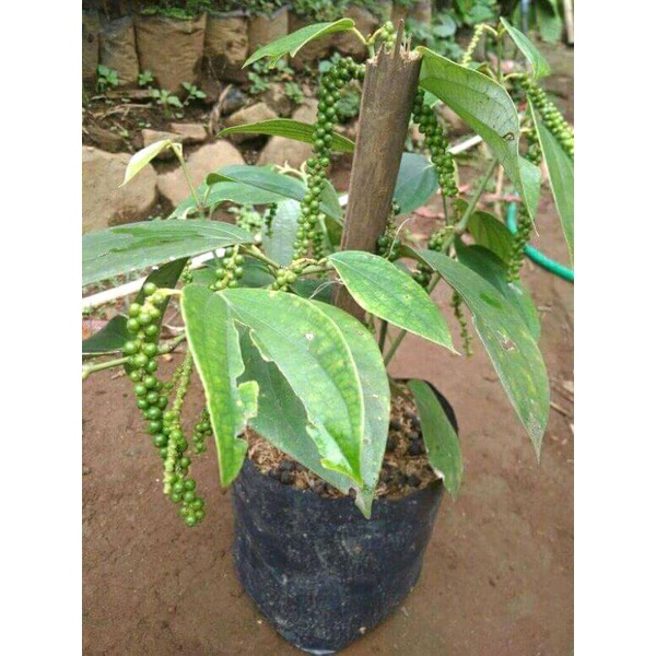 Bibit lada perdu unggul