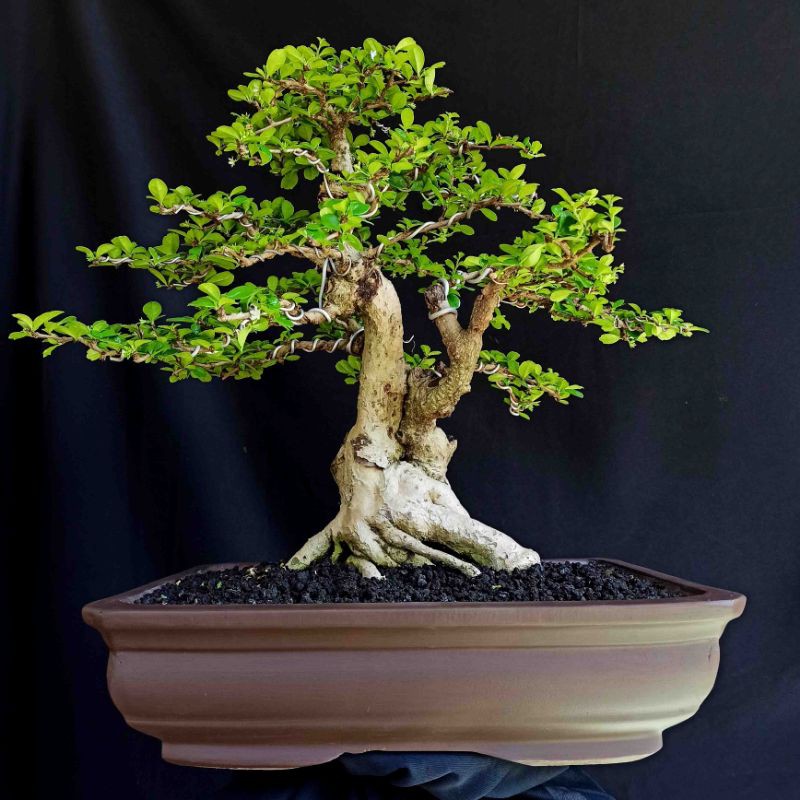 Detail Produk Bonsai Pohon Tanaman Hias Hokianti Import Jenis Bunga Prospek Kontse Import