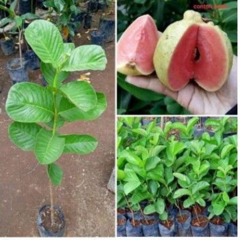 SUDAH BERBUNGA Bibit Jambu Kristal Merah / Red Diamond / Jambu Klutuk Tanpa Biji Hasil Okulasi