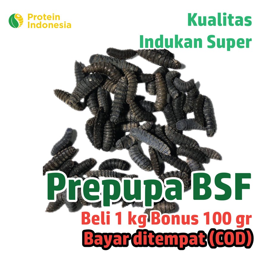Prepupa bsf / pupa bsf / magot bsf SUPER (Bonus 10%) COD