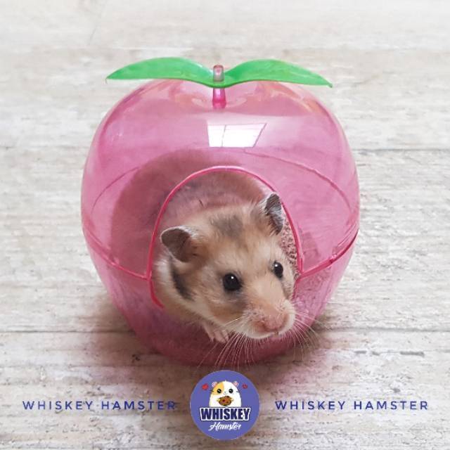 RUMAH HAMSTER BENTUK APEL