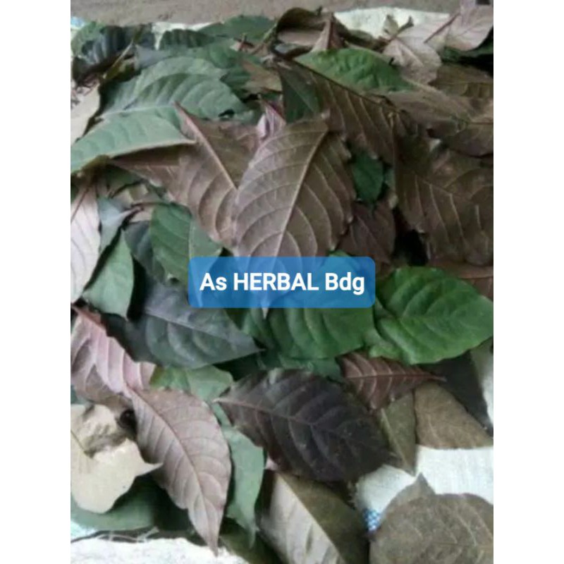 Jual Daun Ungu Atau Handeuleum Segar Per 20 Lembar Shopee Indonesia