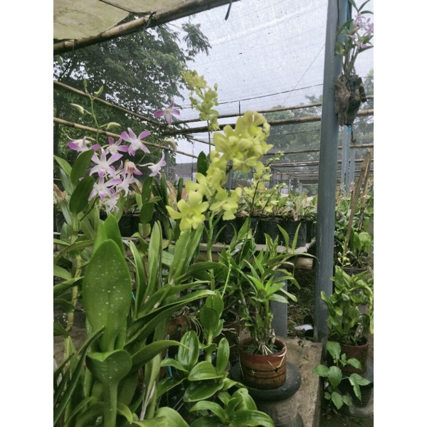 anggrek dendro berbunga (LIVE)