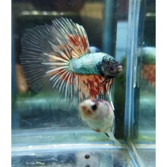 SEPASANG IKAN CUPANG HALFMOON/HM NEMO COPPER SIAP BREED 100% REALPIC (KODE AF3)