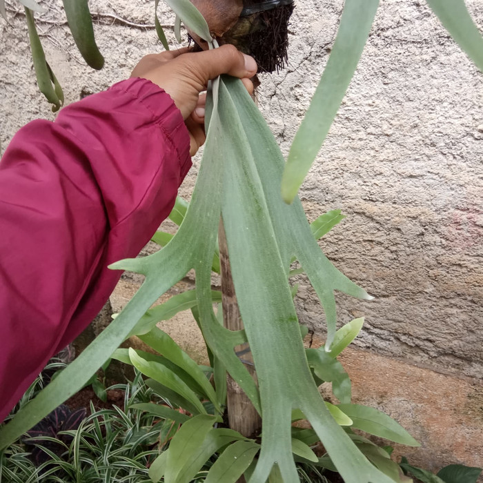 tanaman hias tanduk rusa - tanduk rusa