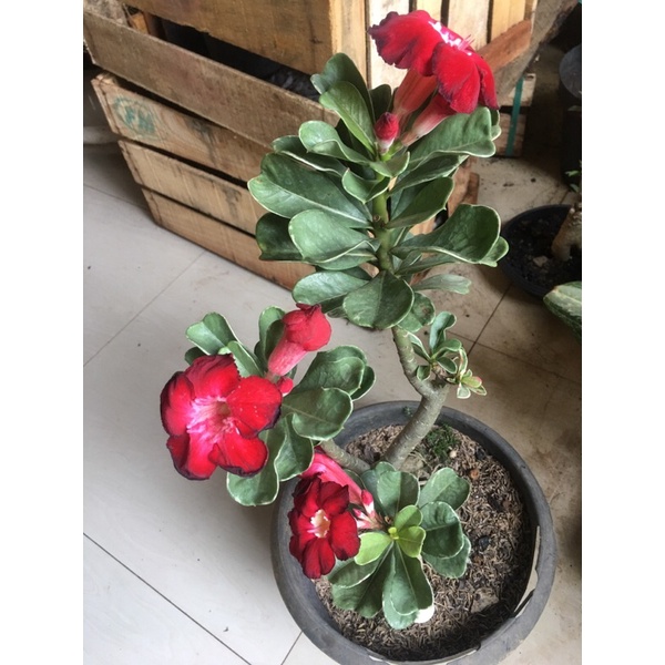 Adenium Arabicum Varigata bunga Single Lucky Red