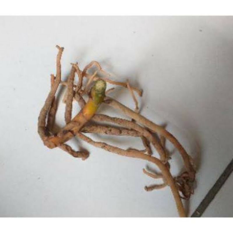 PROMO PAKET 6 BONGGOL/BENIH AGLONEMA SUKSOM JAIPONG,SUPER WHITE,KANZA,LOTUS,SULTAN BRUNEI RINJANI