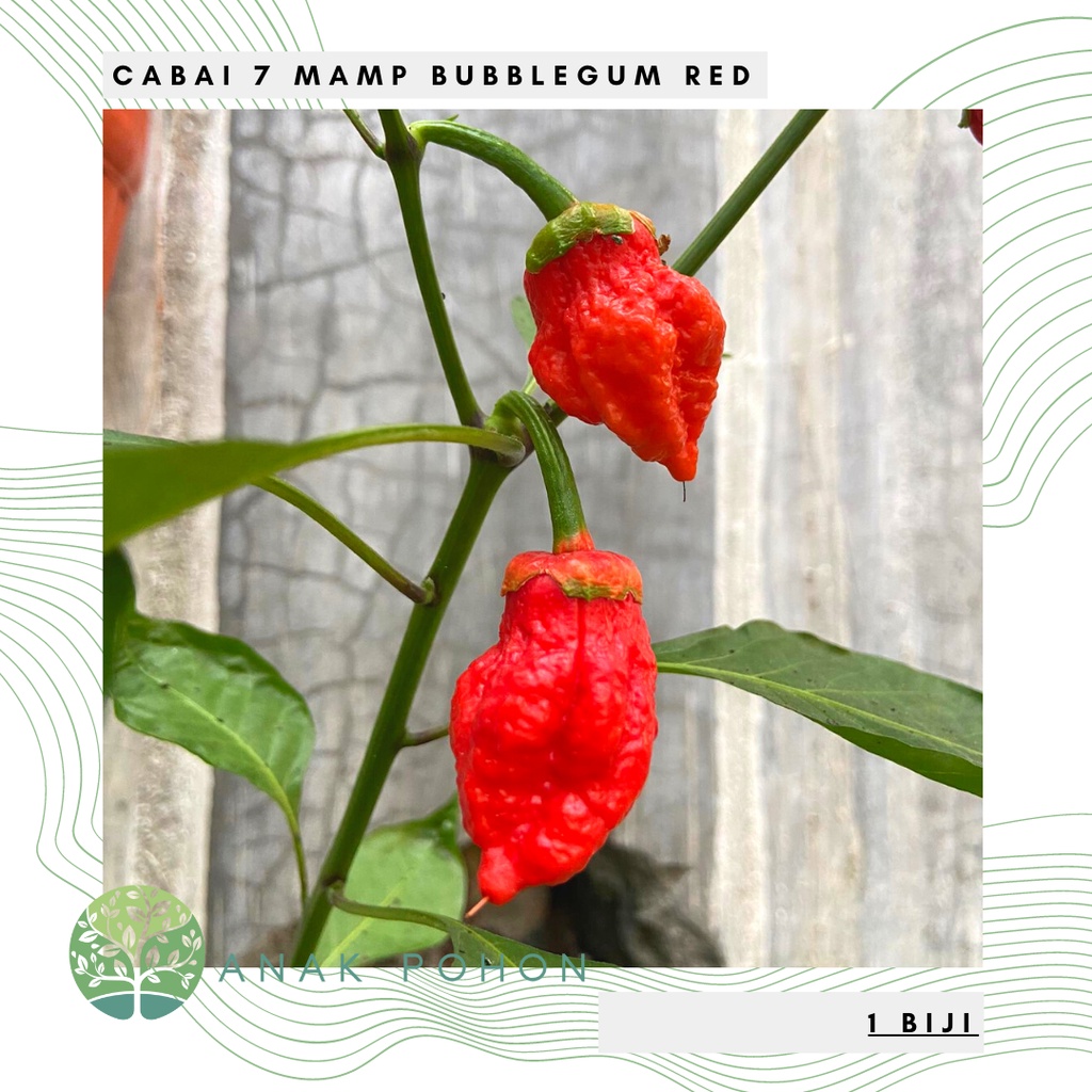 Benih Bibit Biji - Cabai 7 Mamp Bubblegum BBG Red Cabe Super Pedas Pepper Seeds