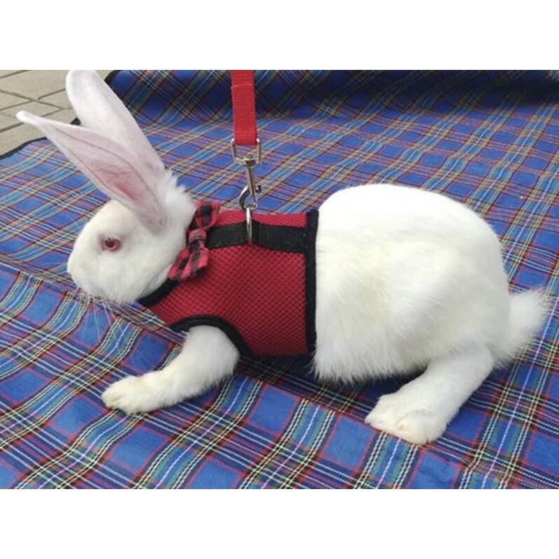 HARNESS KELINCI ROMPI KELINCI TALI KELINCI HARNES KELINCI HARNESS MARMUT HARNESS KUCING BAJU KUCING