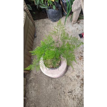 Asparaga REAL PICT - tanaman daun - suplier daun