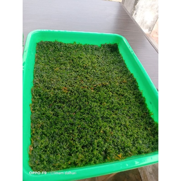moss weeping aquascape