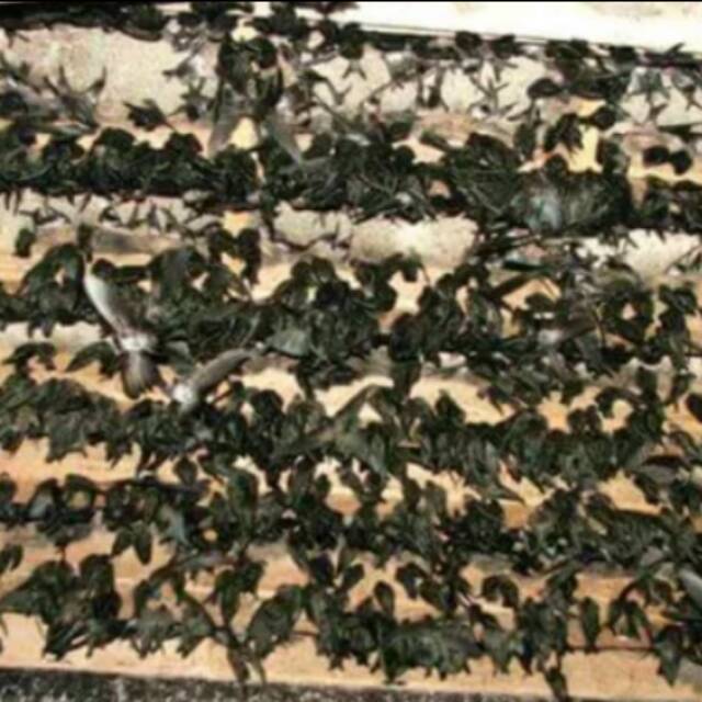 paket lengkap suara panggil dan suara inap burung walet pajero original yang terbukti kualitasnya