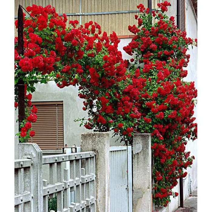 Bibit Benih Biji Bunga Mawar Rambat Red Climbing Rose - Bibit Tanaman Bunga Mawar Rambat Merah - COD-3