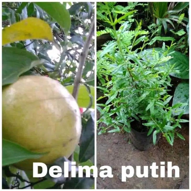 bibit delima putih